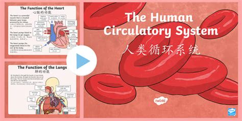 Circulatory system Lesson Teaching PowerPoint - Twinkl