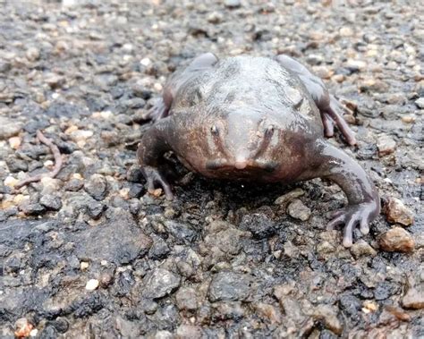 Image result for Purple Tree Frog