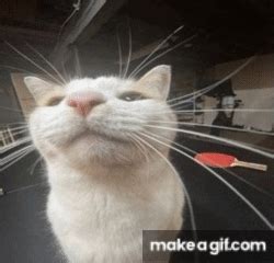 Image result for Cat Coding at Computer