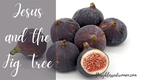 What Is The Story Of The Fig Tree In The Bible at Ronald Campbell blog