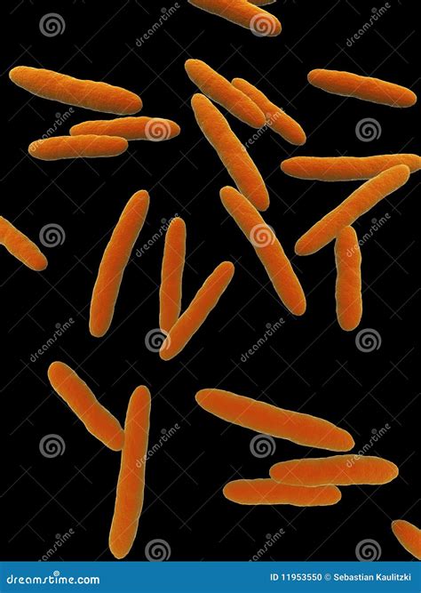 Acetobacter Isolation Process Image 的图像结果