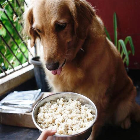 Buy Natural, Protein Rich Dog Food By BowChow Online | LBB