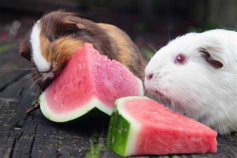 Best produce for guinea pigs on sale
