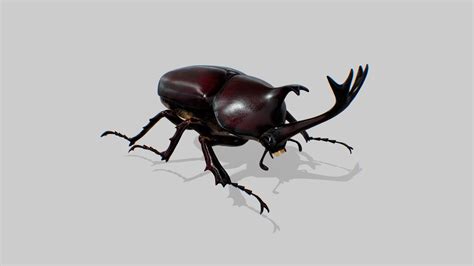 Japanese Rhinoceros Beetle -Kabutomushi- - 3D model by bunnopen ...