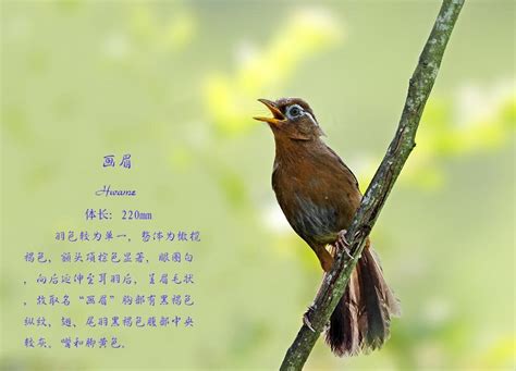 观鸟入门｜城市常见鸟类50种（江苏常州篇）2021版 - 常州野鸟会