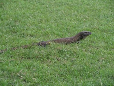 Rinca - JungleKey.in Image