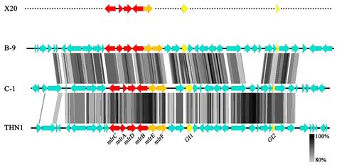 Isolation of a Novel Microcystin-Degrading Bacterium and the ...