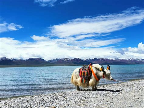 拉萨-林芝-巴松错-鲁朗-大峡谷-羊湖-纳木措7晚8日_西藏青年国际旅行社