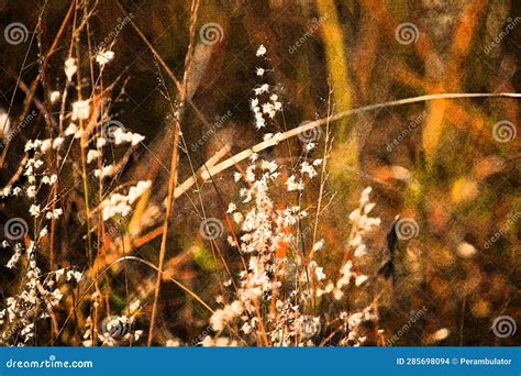 ARTISTIC RENDITION of SEEDING GRASS in DRY MEADOW in WINTER Stock Photo ...