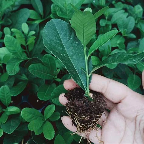 Citrus Medica Citrus Limon Rosso Fruit Lemon Seedling Lemon Live Plant ...