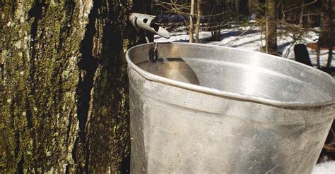 Tapping a Maple Tree 的图像结果