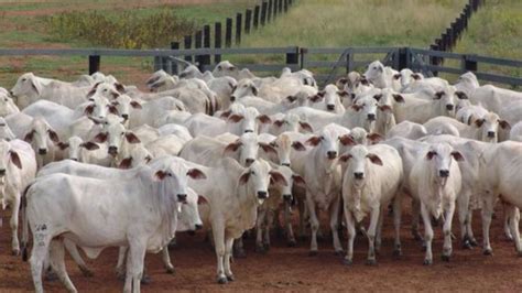 भारत में गाय-भैंस की जुगाली बढ़ा रही प्रदूषण! इससे बन रही मिथेन को कम ...