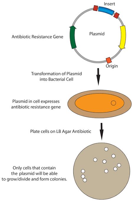 Biotechnology Bacteria 的图像结果