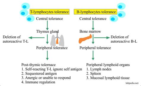 Autoimmunity 的图像结果