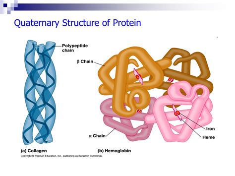 PPT - Protein Structure: Levels, Functions, and Building Blocks ...