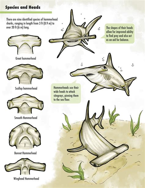 Types Of Hammerheads