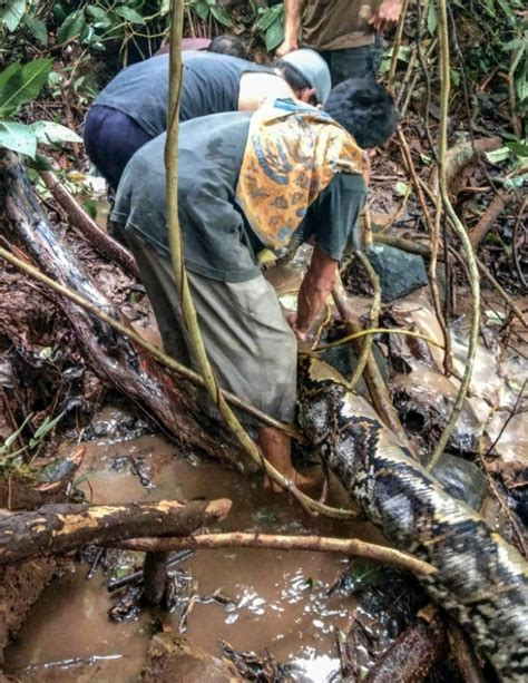 Image result for Giant.python Found in Indonesian