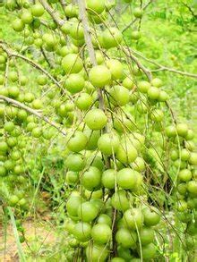 余甘果种植技术，适合在温暖湿润的地区种植 - 农敢网