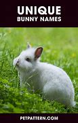 Image result for Black and White Bunny Names