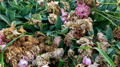 Should you deadhead peonies? Garden experts offer advice | Woman & Home