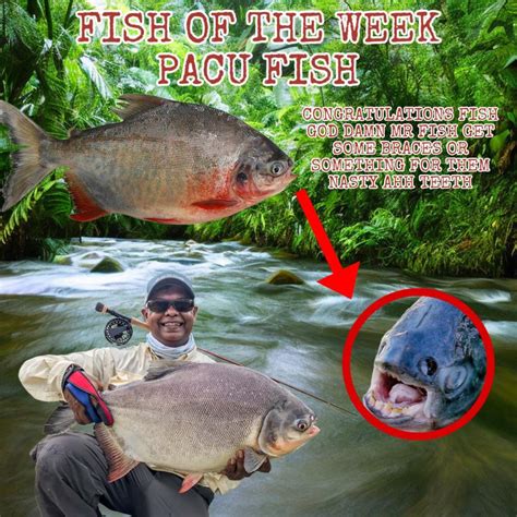 Fish of the Week 88: Pacu Fish : r/shid_and_camed