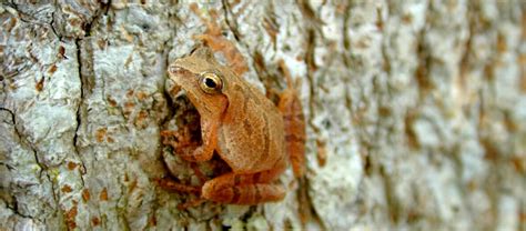Image result for Animal Spring Peeper