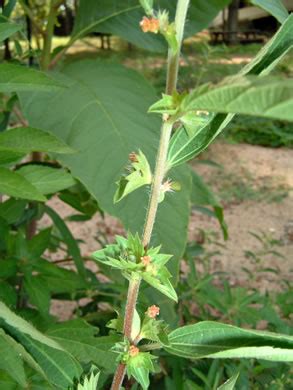 Image result for Avada Website