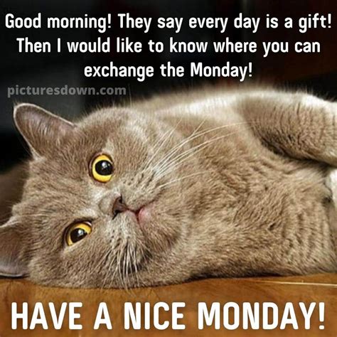 Good morning monday funny image cute cat - picturesdown.com