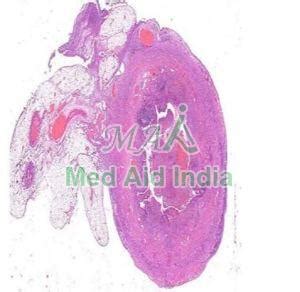 Histopathology Slides Manufacturer, Supplier from Noida