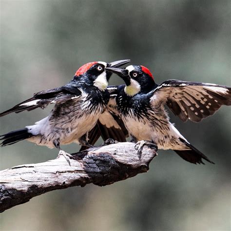 Acorn Woodpecker