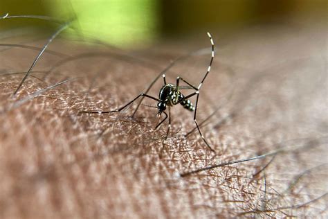 How Do Mosquitoes Bite