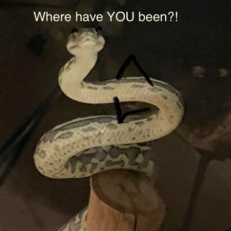 A Quick Guide to Snakes : r/Sneks