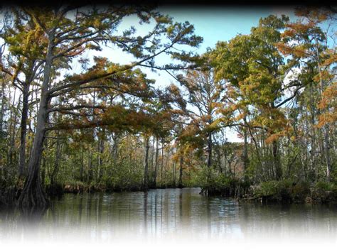 McCoys River and Marsh Tours, moss point, United States Of America ...