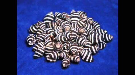 Image result for Perly Shells