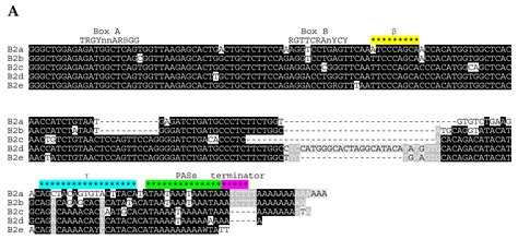 Analysis of SINE Families B2, Dip, and Ves with Special Reference to ...
