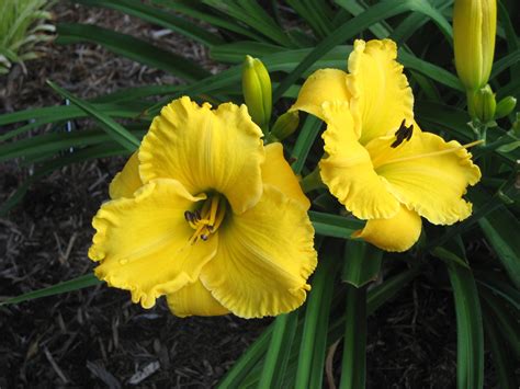2015 Popularity Poll Results - American Hemerocallis Society