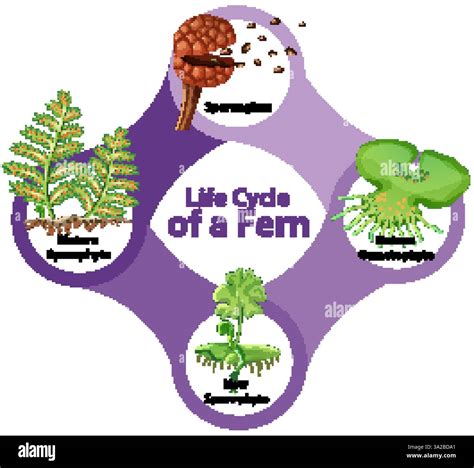 Image result for Fern Reproduction Cycle