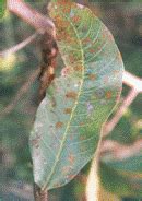 TNAU Agritech Portal :: Crop Protection