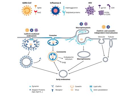 What Are Viral Pathogens