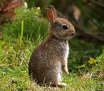 Image result for Baby Rabbit Wild Rehab Fur