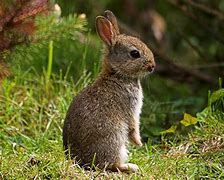 Image result for Wild Baby Rabbit Plush