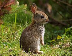 Image result for Sick Wild White Baby Bunny