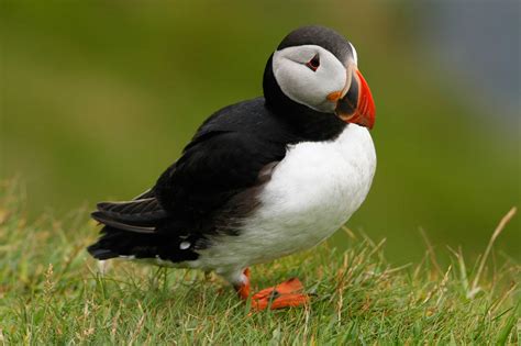 Native Scottish Birds & Bird Watching in Scotland | VisitScotland