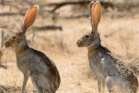 Wild Jack Rabbits White Tailed Jackrabbit Facts, Diet, Habitat