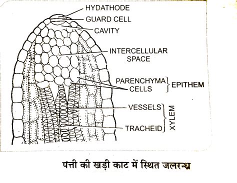 बिन्दुस्राव की प्रक्रिया का उदाहरण सहित वर्णन कीजिए।