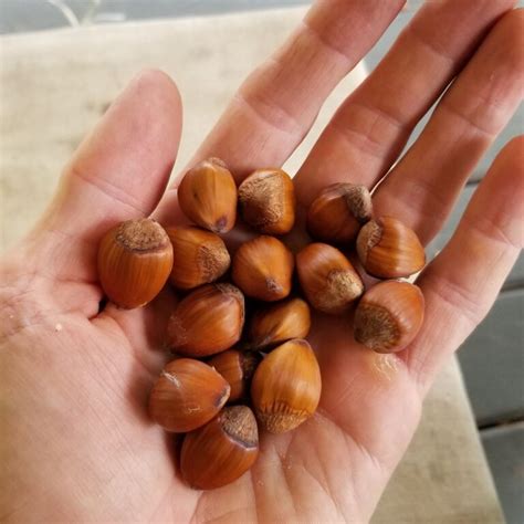 Image result for Hazelnut Tree Branch