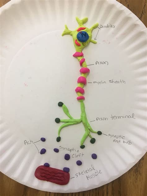 Image result for Neuron Project with Thread