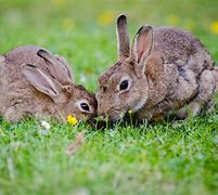 Image result for Rabbits Eating Alfalfa