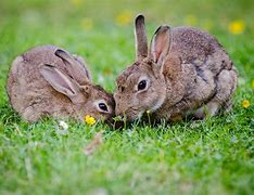 Image result for Mountain and 2 Bunnies