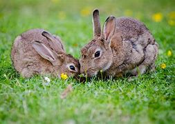 Image result for Easter Bunny Real Rabbit